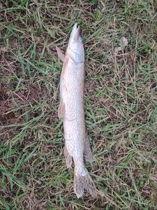 Northern Pike