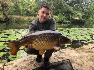 Common Carp