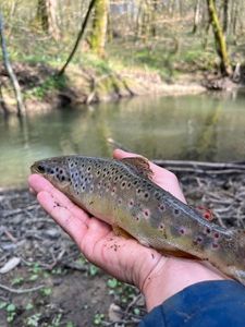 Brown Trout