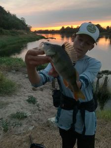 European Perch