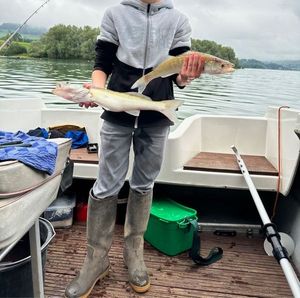 Zander