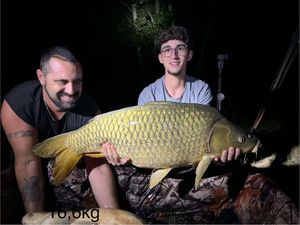 Common Carp