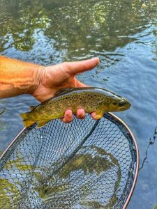 Brown Trout