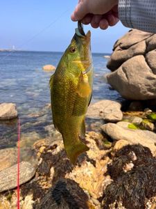 Ballan Wrasse