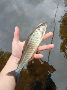 Grayling