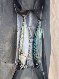 Mackerel