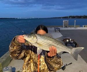 Striped Bass (Landlocked)