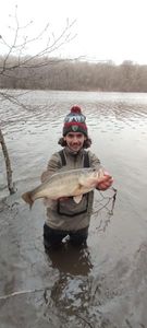 Largemouth Bass