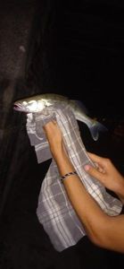 Zander