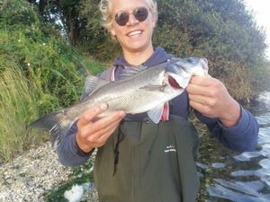 European Bass (Seabass)