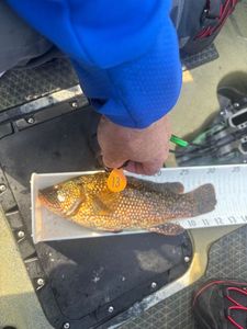 Ballan Wrasse