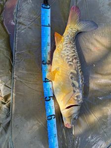 Leather Carp