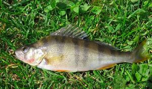 European Perch