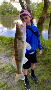 Zander