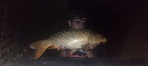 Common Carp
