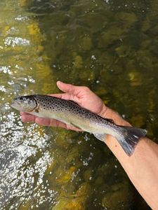Brown Trout