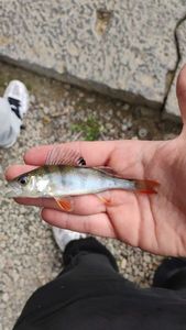 European Perch