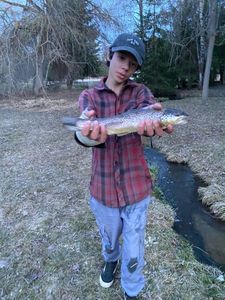 Brown Trout