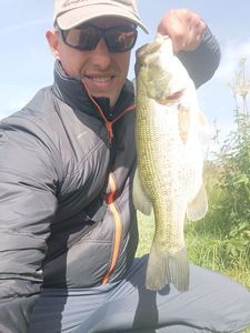 Largemouth Bass