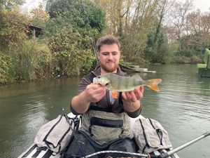 European Perch