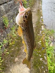 Brown Trout