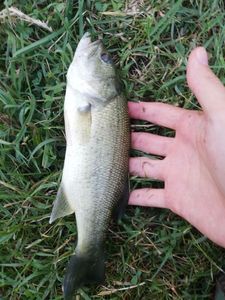 Largemouth Bass