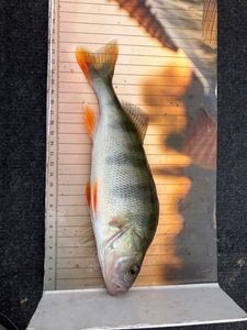 European Perch