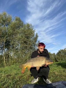 Common Carp