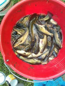 Black Bullhead