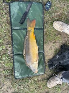 Leather Carp
