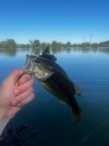 Largemouth Bass