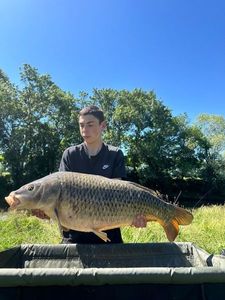 Common Carp