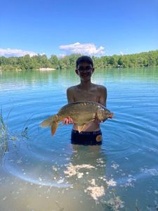 Mirror Carp