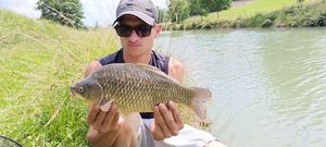 Crucian Carp