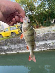 European Perch