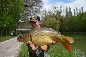 Common Carp