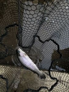 Rainbow Trout