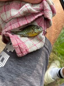 Green Sunfish