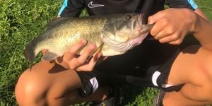 Largemouth Bass