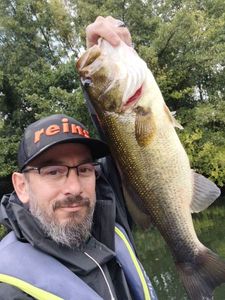 Largemouth Bass