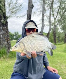 Prussian Carp