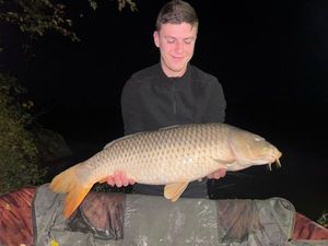 Common Carp