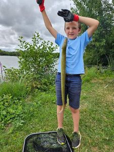 European Eel (Common Eel)