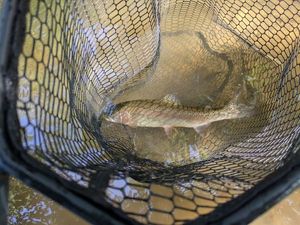 Rainbow Trout