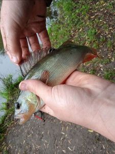 European Perch