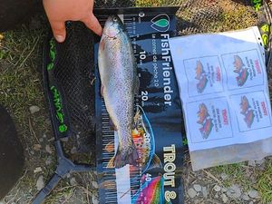 Rainbow Trout