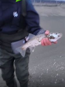 European Bass (Seabass)