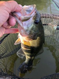 Largemouth Bass