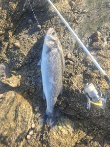 European Bass (Seabass)
