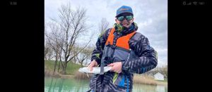 Rainbow Trout